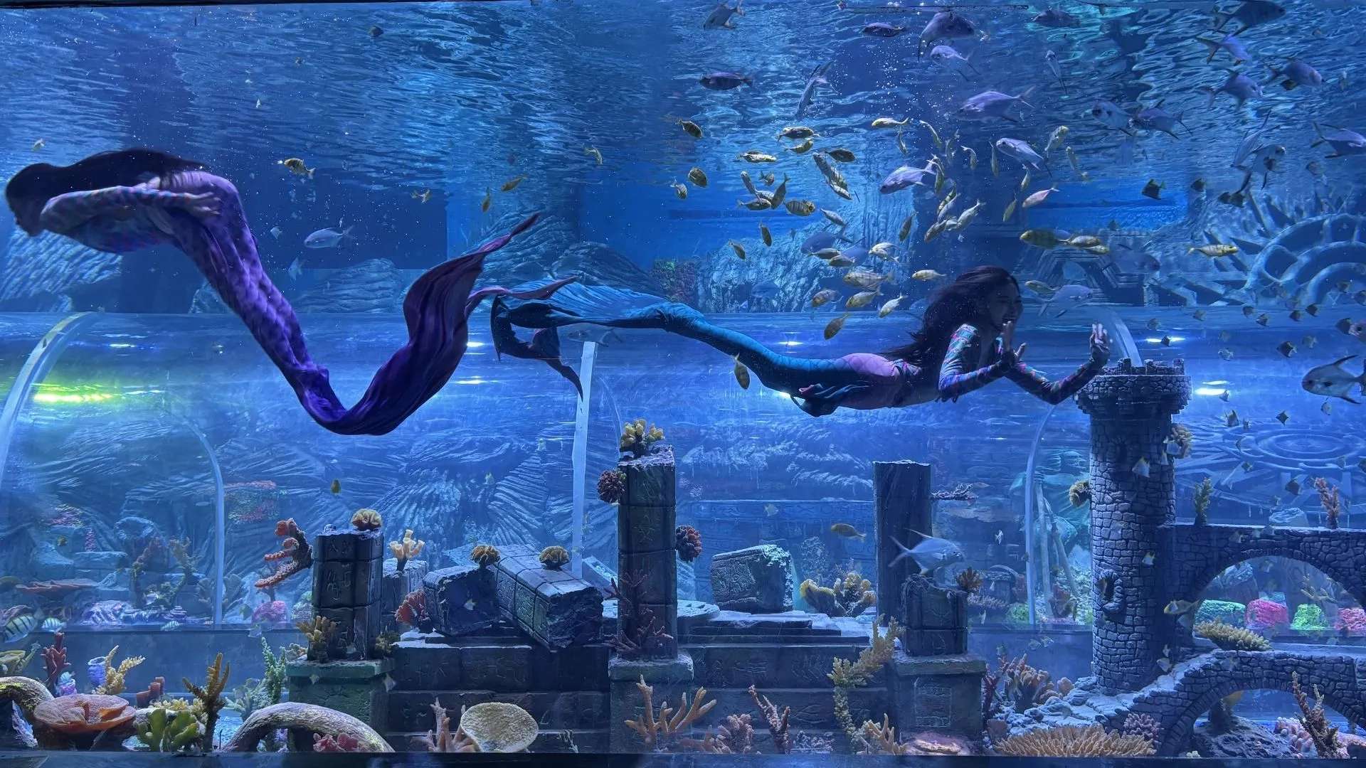 Experiencing Marine Life in Bangalore: A Practical Alternative